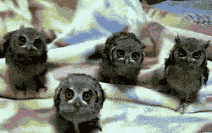 tumblr_m7ezi8erFM1r63p99.gif