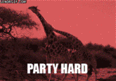 885.gif