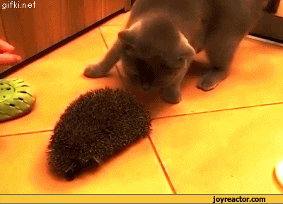gif-cat-hedgehog-950605.gif