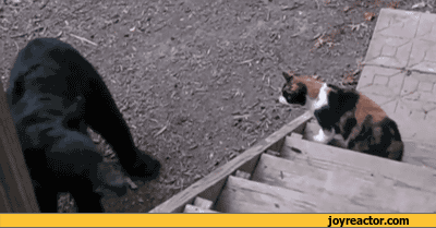 bear-cat-fight-lol-924886.gif