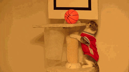 catsketball.gif