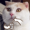 tumblr_n4hqh8YdQS1spaqpio5_250.gif