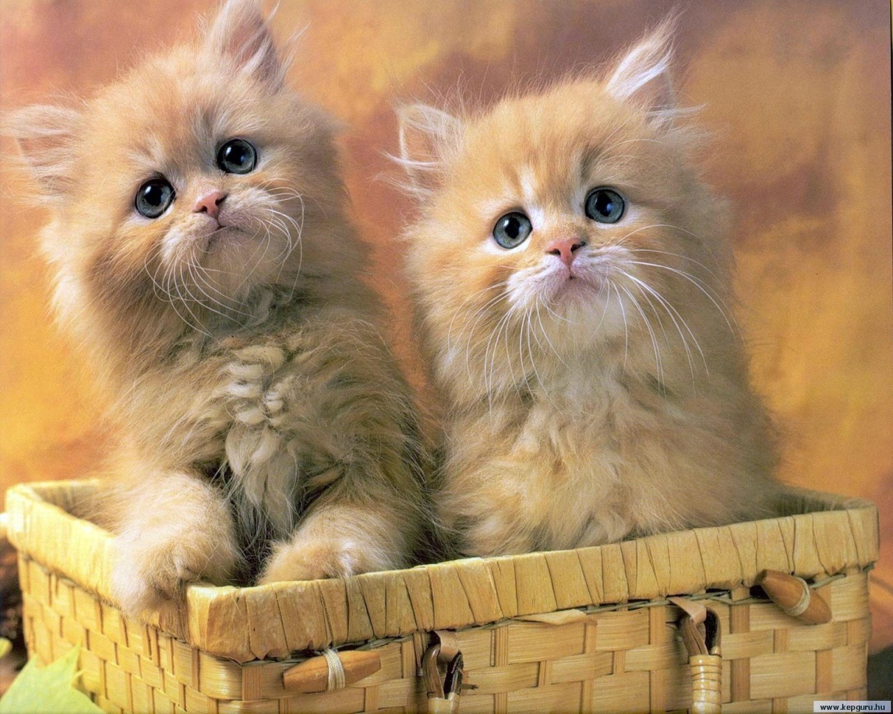 -_-cats-cats-22065937-1280-1024.jpg