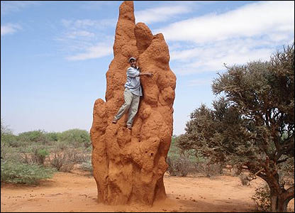 termite-mound.jpg