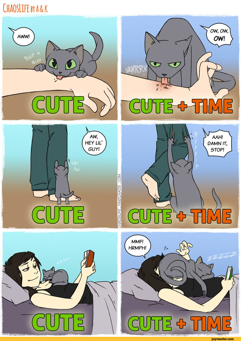 chaos-life-cats-time-cute-1103893.jpeg