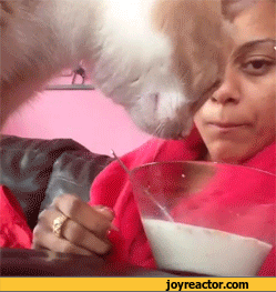 gif-cat-milk-1114828.gif