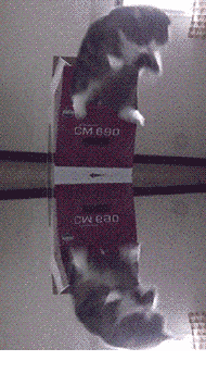 cun.gif
