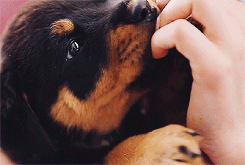 tumblr_mtuw17GLZd1sjqn7wo4_250.gif