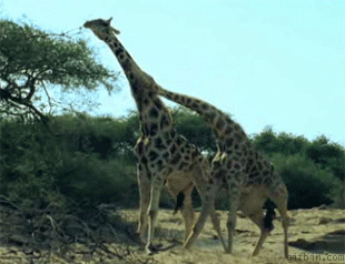 tumblr_m20p79sHCl1qkwbq0o1_400.gif