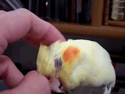 tumblr_mavpt2bCr91qfbgh4o3_250.gif