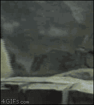 tumblr_mcdmhiyJ2a1qdlh1io1_250.gif