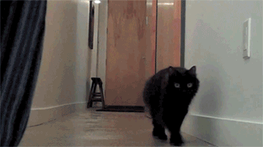 tumblr_mjc4xrjoI41ql2603o1_400.gif