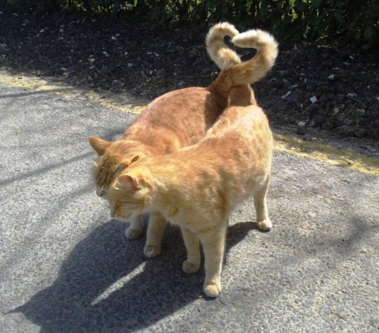 tumblr_njifnzwid21tmgqfno1_540.jpg