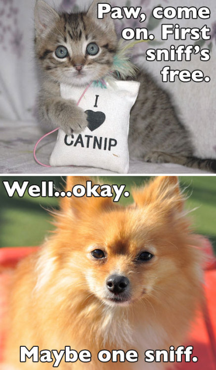 tumblr_m9s4l2hPPY1qzcv7no2_500.jpg