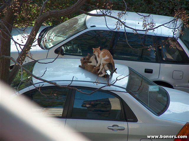 cats+humping.jpg