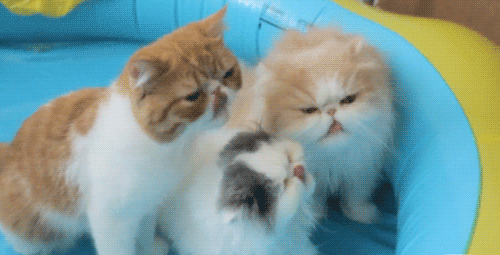 tumblr_ljux47E5aX1qixqzyo1_500.gif