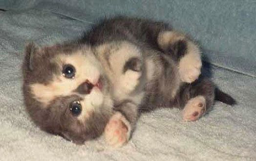 cute1.jpg
