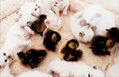 oacgduck.gif