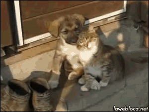 giphy.gif