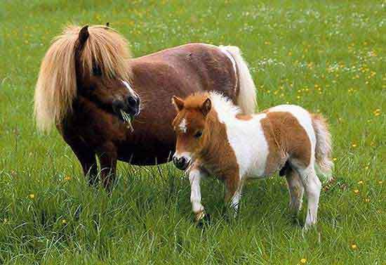 Pony-and-Foal-ponies-5018803-550-377.jpg