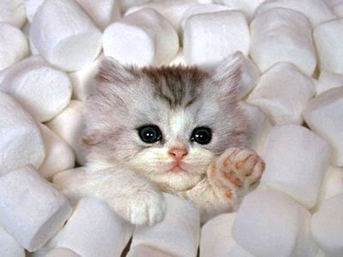 Adorable-kitties-kitties-18082710-500-375.jpg