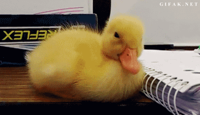 tumblr_n8u0eb6Q1q1sn6orjo1_400.gif