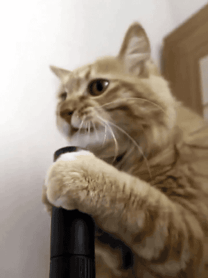 tumblr_n4s93aUjtd1sp2xuno1_400.gif
