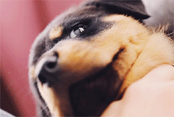 tumblr_mtuw17GLZd1sjqn7wo6_250.gif