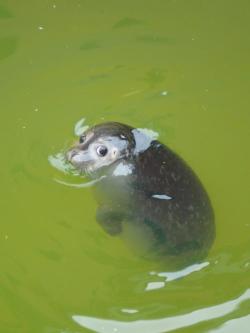 tumblr_mlxlgrWgAr1qkhjkmo2_250.jpg
