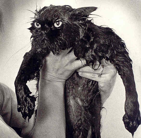 wet_cat.jpeg