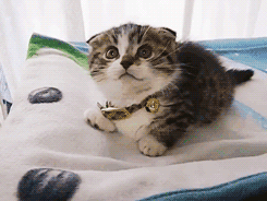 tumblr_nmysxjzXKb1snyhk8o5_250.gif