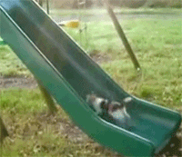 giphy.gif