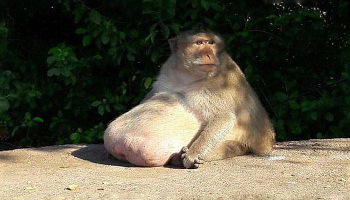 595936-chunky-monkey.jpg