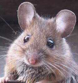 mice_1.jpg