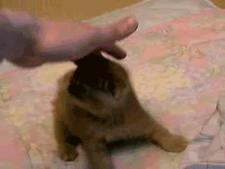 flop1.gif