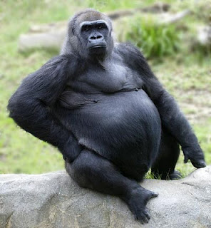 funny-gorilla_2.jpg