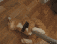 Cats-image-cats-36360526-200-156.gif