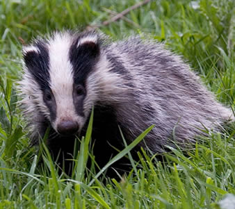badgeranimal.jpg