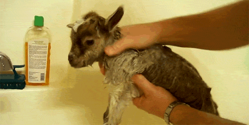 tumblr_mjd337wkwJ1qancemo2_500.gif