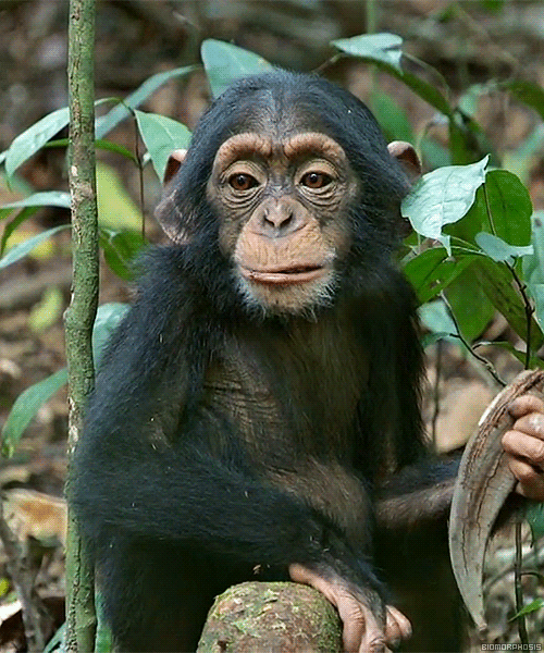 cute-monkey.gif