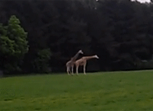 tumblr_mp1fr6EPsG1s9l0vbo1_400.gif
