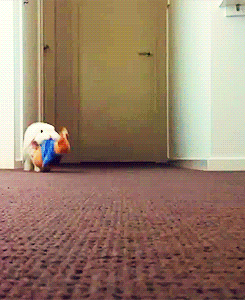tumblr_mjmyr153Am1qe3kfyo1_250.gif