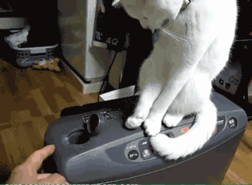 Cat-Gif-animals-29038646-358-263.gif