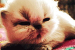 tumblr_lzhyfx6Ig91r63pb5o1_250.gif
