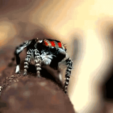 tumblr_lqn9i55V7a1qfewtmo1_400.gif