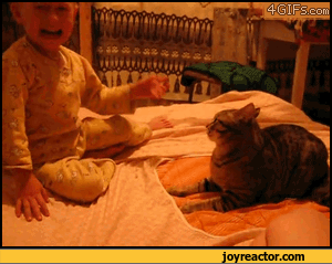 gif-cat-play-attack-842286.gif
