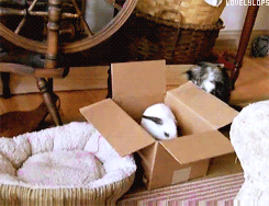 tumblr_mp4a76jyKG1sxfxb0o1_250.gif