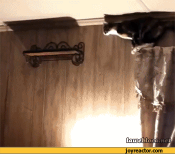 gif-fail-cat-shelf-960550.gif