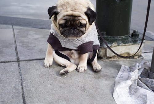 tumblr_m0pujqhkvY1qglmo4o2_500.jpg