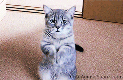 So-cute-kitty-cat-begging-food-cute-cat-gifs.gif